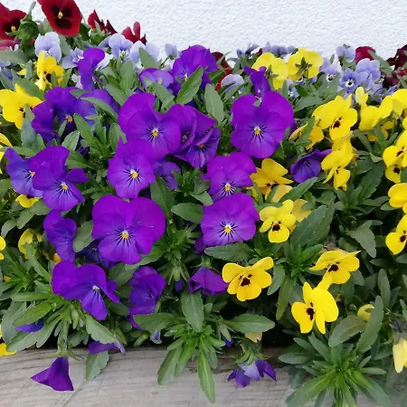 Appartement Brandstaettergut